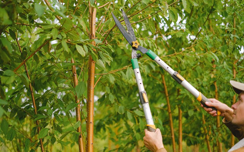 Tree trimming in Strandburg, SD