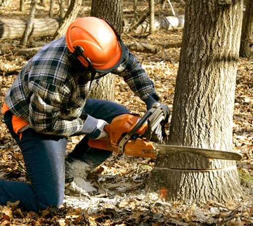 Tree Removal in Strandburg, SD